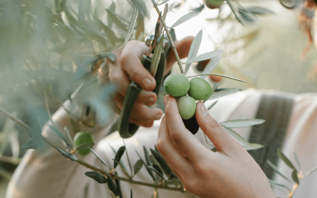 iHeritage Portugal presents Augmented reality and Digital resources on the Mediterranean Diet